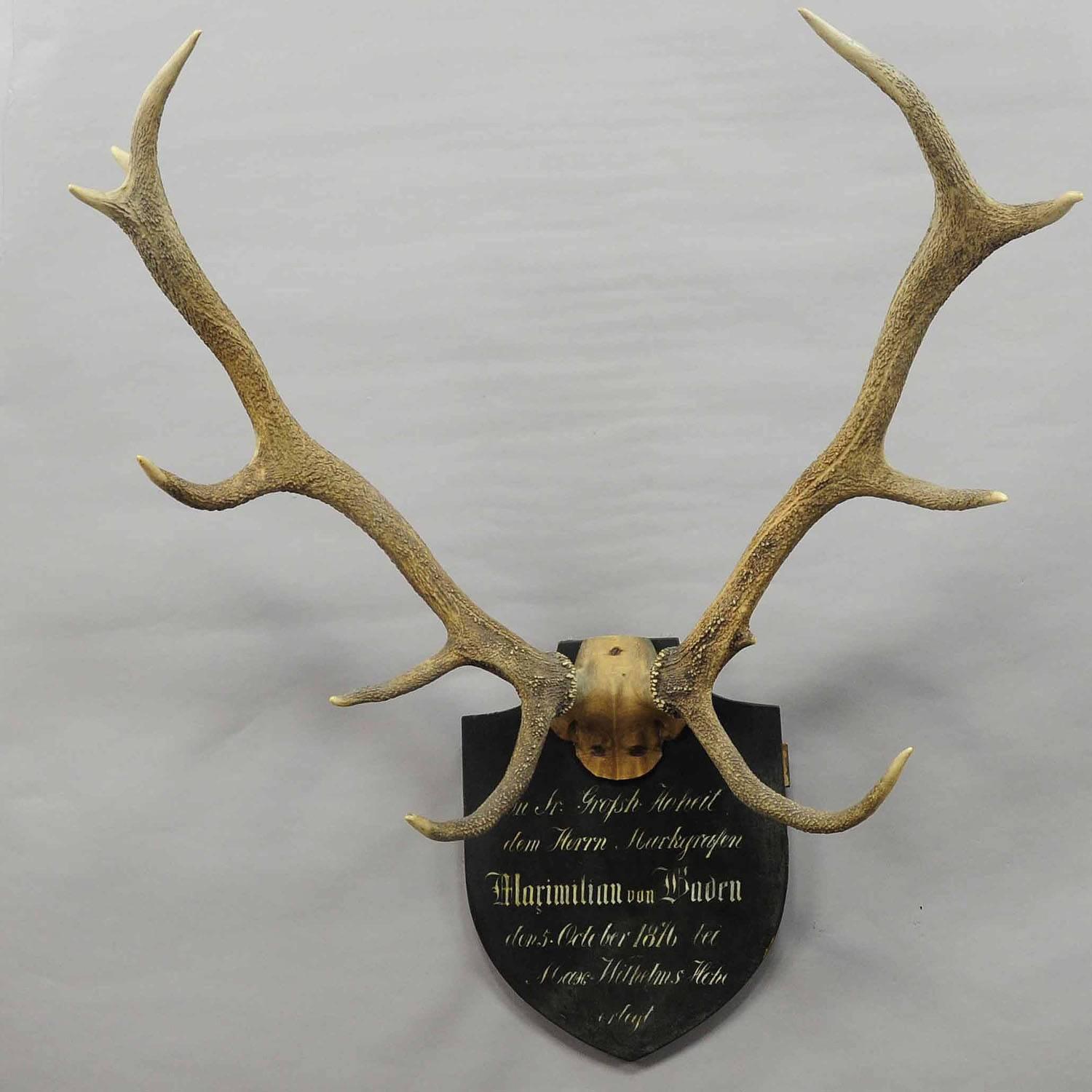 A great manorial antique Black Forest deer trophy from the palace of Salem in South Germany. Shoot by margrave Maximilian of Baden in 1876. Handwritten inscriptions on the wooden plaque with, name, place of the hunt and date 1876. The antlers are