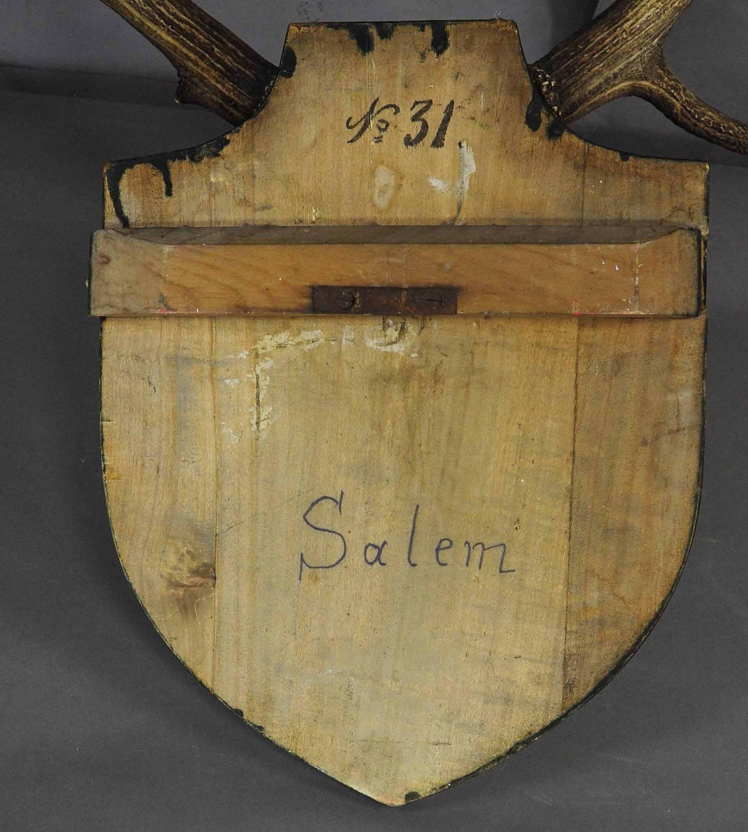 Antler Antique Black Forest Deer Trophy from Salem, Germany, 1876