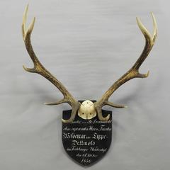 Antique Black Forest Deer Trophy from Salem, Germany, 1856