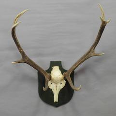 Antique Black Forest Deer Trophy from Salem, Germany, 1932