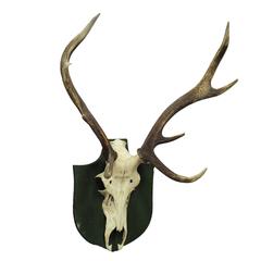 Antique Black Forest Deer Trophy from Salem, Germany, 1931 4
