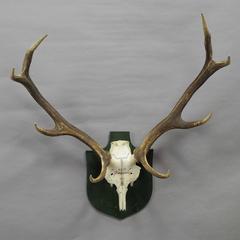 Antique Black Forest Deer Trophy from Salem, Germany, 1942