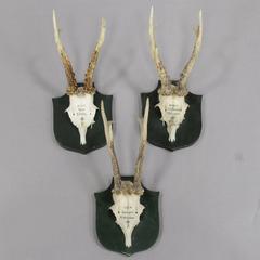 Six Great Black Forest Deer Trophies from Palace Salem