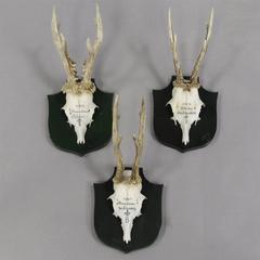 Six Deer Trophies from Palace Salem, Germany