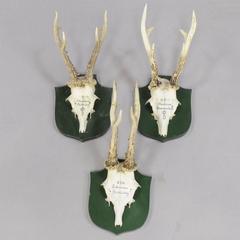 Six Great Deer Trophies from Palace Salem, Germany