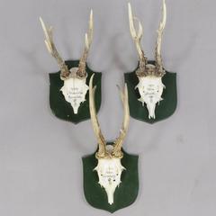 Six Deer Trophies on Plaques from Palace Salem, Germany