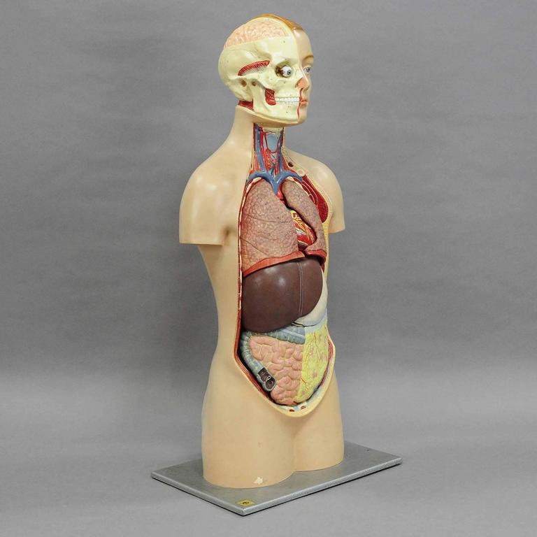 Vintage 3D Anatomical Torso by Somso, circa 1960 at 1stDibs