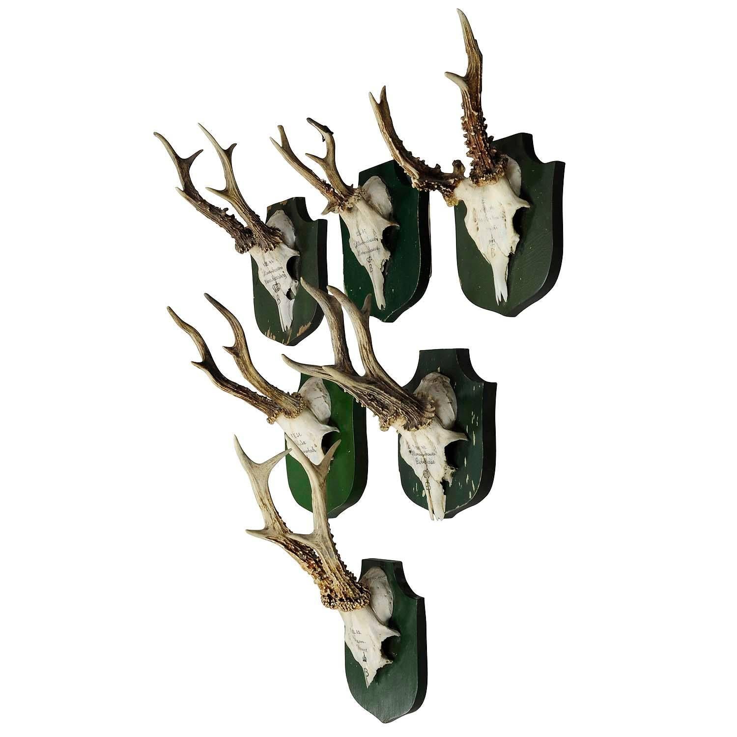 Six Deer Trophies on Plaques from Palace Salem, Germany