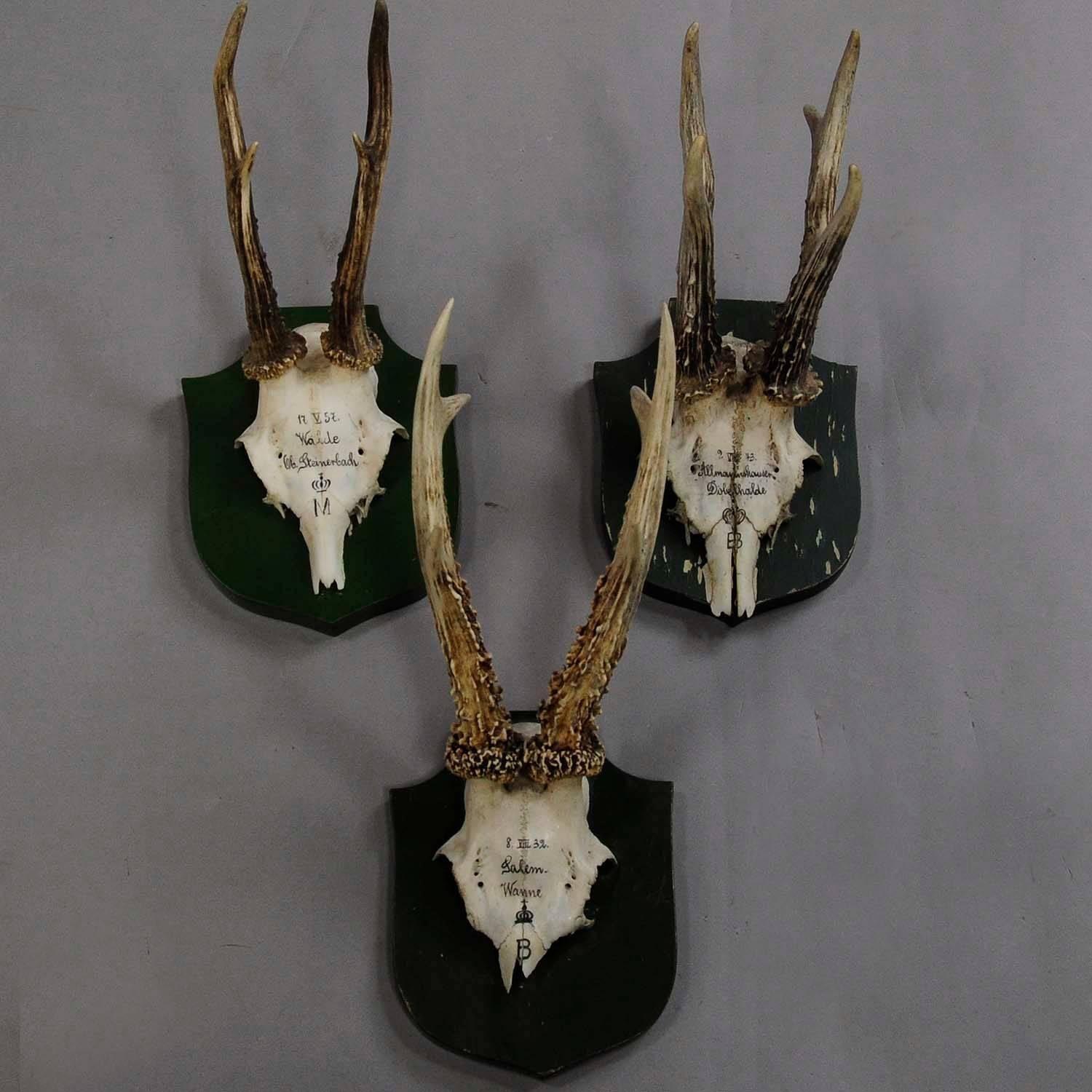 A set of six antique black forest deer trophies on wooden plaques. Remaining from the stately home of palace Salem in South Germany. All trophies were shot by members of the family of margrave Maximilien of Baden. Handwritten inscriptions on the