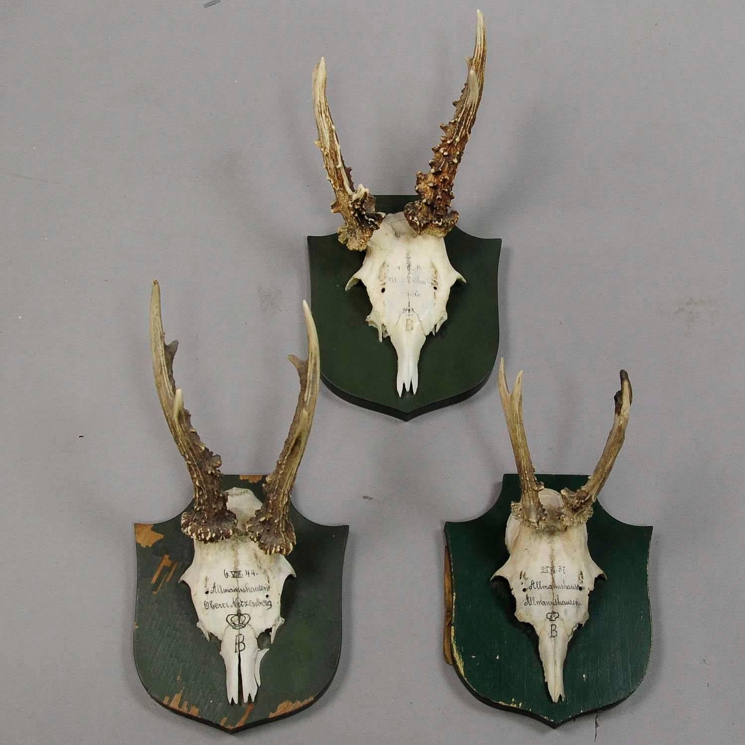 Black Forest Six Deer Trophies on Plaques from Palace Salem, Germany