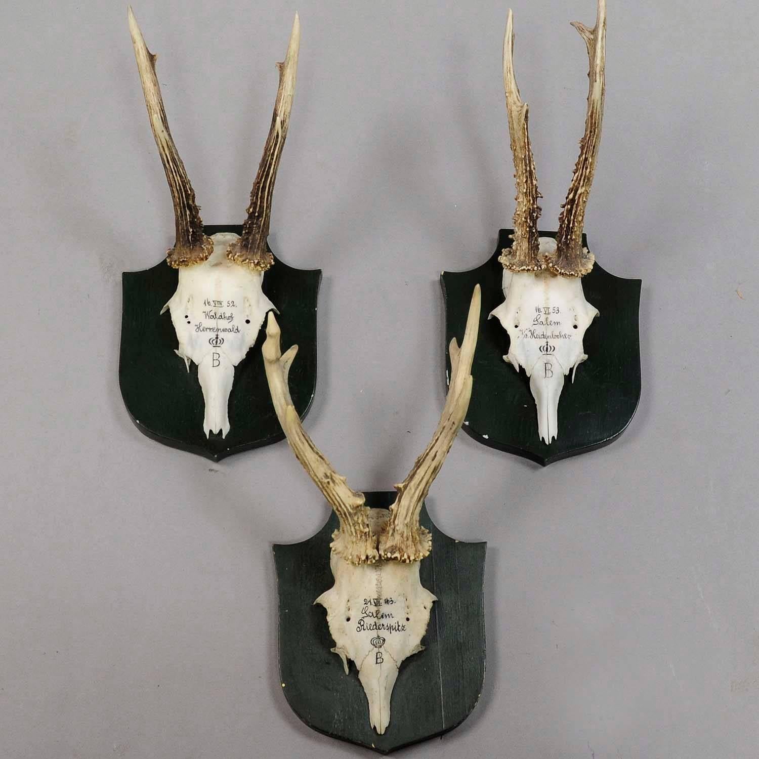 A set of six antique Black Forest deer trophies on wooden plaques. Remaining from the stately home of palace salem in south Germany. All trophies were shot by members of the family of margrave maximilian of baden. Handwritten inscriptions on the