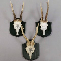 Six Deer Trophies on Plaques from Palace Salem, Germany