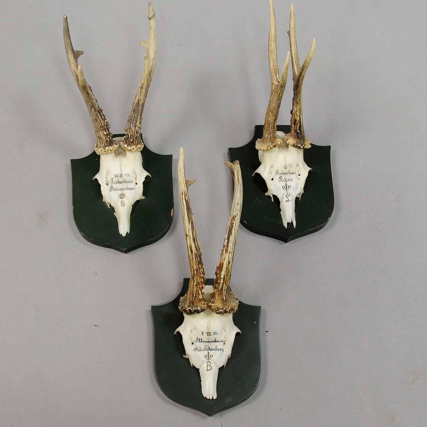 Rustic Six Deer Trophies on Plaques from Palace Salem, Germany