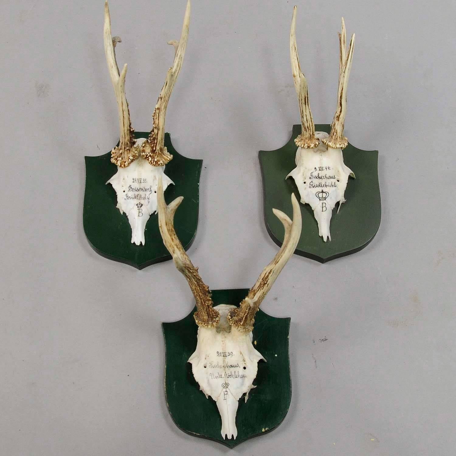 A set of six antique Black Forest deer trophies on wooden plaques. Remaining from the stately home of palace Salem in South Germany. All trophies were shot by members of the family of Margrave Maximilian of Baden. Handwritten inscriptions on the