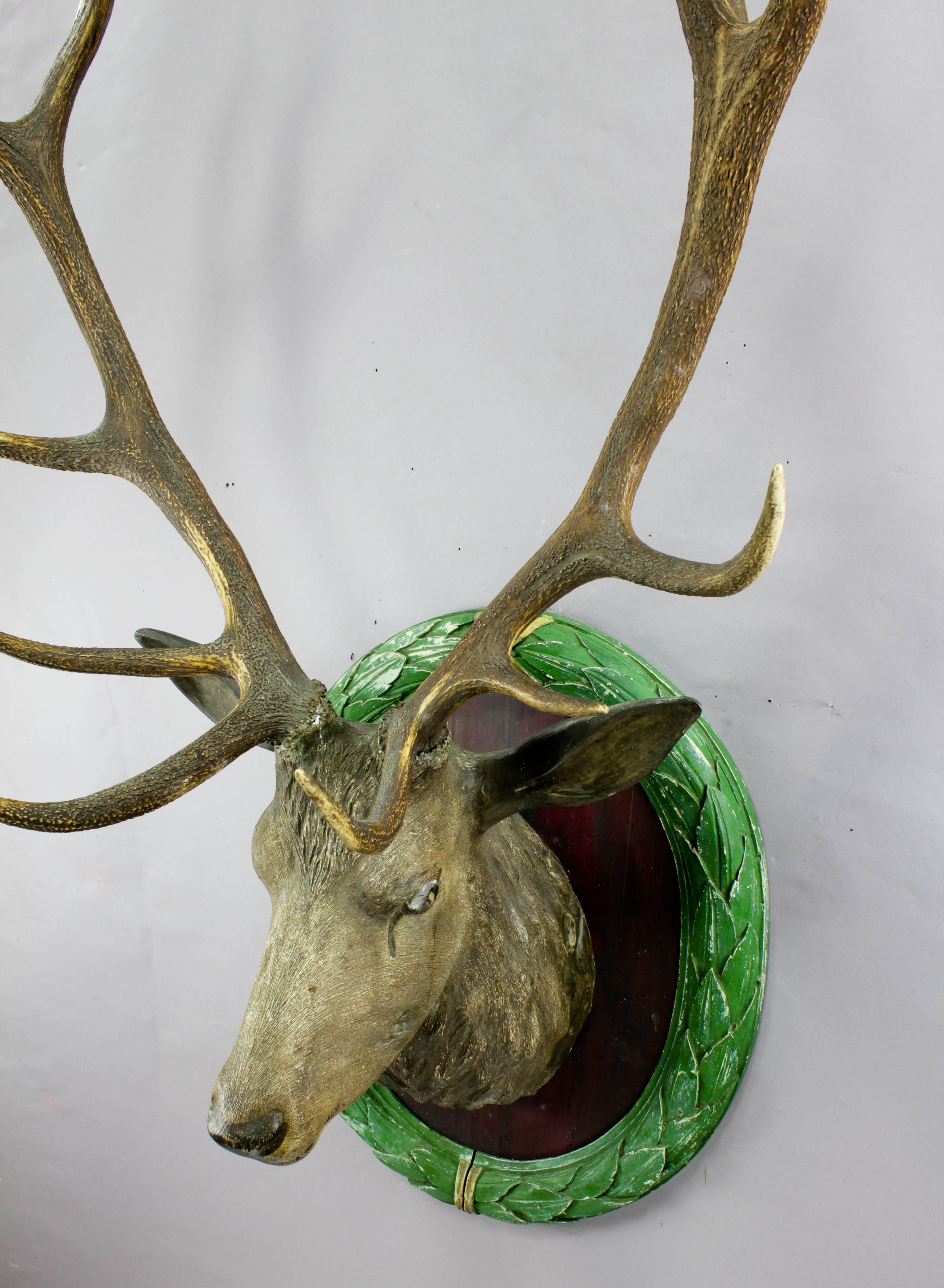 An almost live-size antique Black Forest hand-carved stag head with real antlers and glass eyes. Carved in naturalistic style, circa 1900.