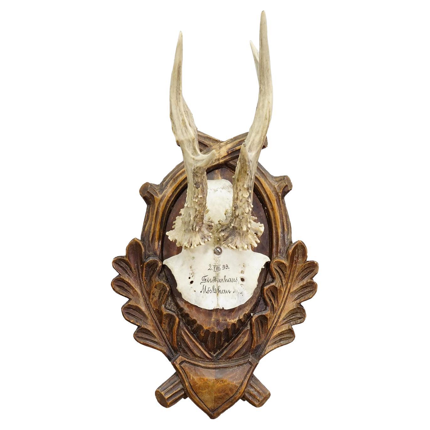 Black Forest Trophée antique de chevreuil sur plaque sculptée 1933