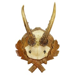Vintage Black Forest Roe Deer Trophy on Carved Plaque 1950s
