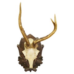 Vintage Black Forest Roe Deer Trophy on Carved Plaque 1950s