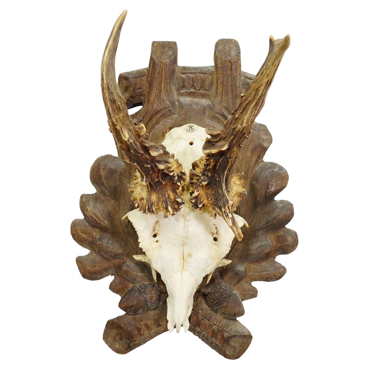 Antique Black Forest Roe Deer Trophy on Carved Plaque 1930s