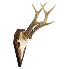 Wall-mounted Sculptures