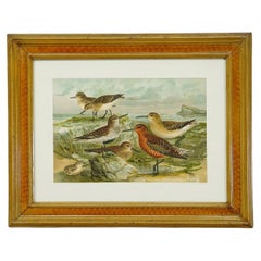 Print of a Group of Shorebirds after Naumann in Wooden Frame, Germany 1900s
