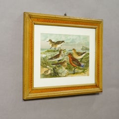 Print of a Group of Shorebirds after Naumann in Wooden Frame, Germany 1900s