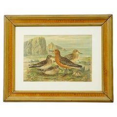 Bird Print after Naumann in Wooden Frame, Germany 1900s