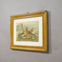 Bird Print after Naumann in Wooden Frame, Germany 1900s