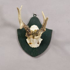 Black Forest Red Deer Trophy on Plaque - Salem Germany 1861