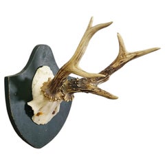 Black Forest Red Deer Trophy on Plaque - Salem Germany 1861