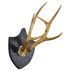 Antique Black Forest Sika Deer Trophy on Black Plaque - Salem Germany 1878