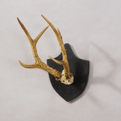 Antique Black Forest Sika Deer Trophy on Black Plaque - Salem Germany 1878