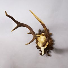 Abnorm Black Forest Red Deer Trophy on Carved Plaque Germany 1930s