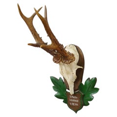 Great Black Forest Red Deer Trophy on Carved Plaque - Germany 1954