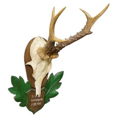 Great Black Forest Red Deer Trophy on Carved Plaque - Germany 1951