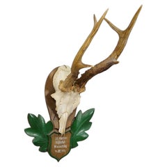Great Black Forest Red Deer Trophy on Carved Plaque - Germany 1954