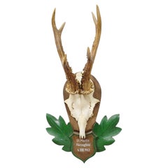 Great Black Forest Red Deer Trophy on Carved Plaque - Germany 1952