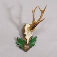 Great Black Forest Red Deer Trophy on Carved Plaque - Germany 1952