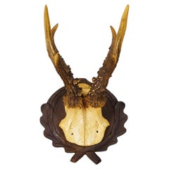 Antique Red Deer Trophy on Carved Plaque, Black Forest, Germany ca.1935