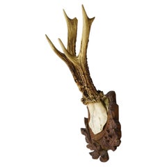 Antique Black Forest Red Deer Trophy on Carved Plaque, Germany 1929
