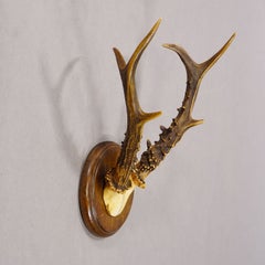 Antique Sika Deer Antler Trophy on Carved Plaque, Germany 1930s