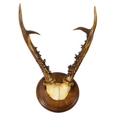 Antique Sika Deer Antler Trophy on Carved Plaque, Germany 1930s