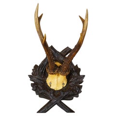 Antique Red Deer Trophy on Carved Plaque, Black Forest, Germany 1900