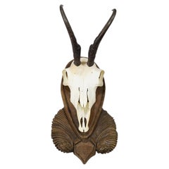 Vintage Black Forest Chamois Trophy on Wooden Plaque, Germany 1950s