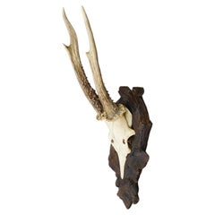 Black Forest Antique Red Deer Trophy on Carved Plaque Germany 1930s
