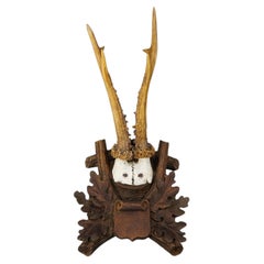 Black Forest 6 Pointer Red Deer Trophy on Carved Plaque Germany 1930s