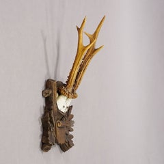 Black Forest 6 Pointer Red Deer Trophy on Carved Plaque Germany 1930s