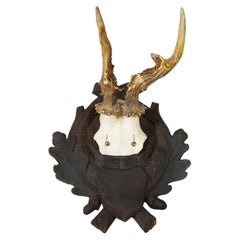 Antique Abnorm Red Deer Trophy on Carved Plaque, Black Forest Germany, ca. 1900