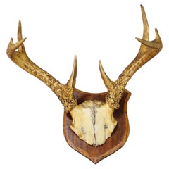 White-Tailed Deer Trophy on Wooden Shield, Black Forest Germany, ca. 1950s