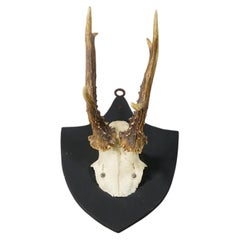 Antique Red Deer Trophy on Wooden Plaque, Black Forest Germany, 1878